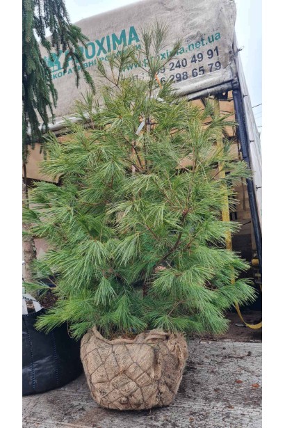 Сосна Веймутова  - ком40кг/вис.140-160см/Ø70-80см